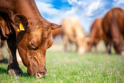 Cattle Bulls Look to Extend Gains to Thursday